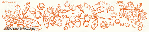 Isolated vector set of walnuts in vintage style. Hand drawn leaves and natural healthy food nut pieces collection. Diet snack vector illustration. Ingredient for nut butter and paste.