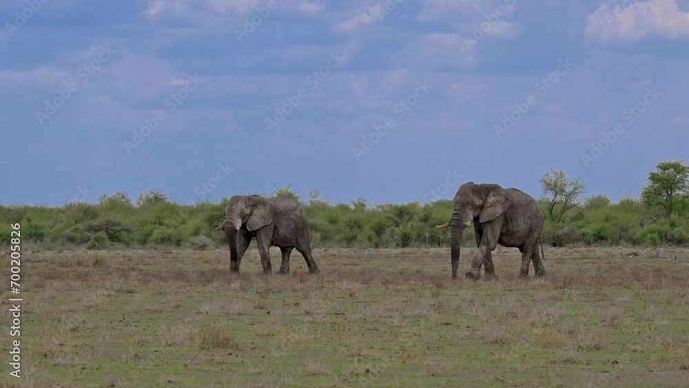two old bulls of African bush elephant (Loxodonta africana) walking, Etosha National Park, Namibia, Africa two old bulls of African bush elephant (Loxodonta africana) walking, Etosha National Park, Namibia, Africa