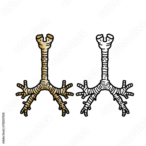 Trachea internal organ. Respiratory tract and larynx. Breathing and medical illustration isolated on white background