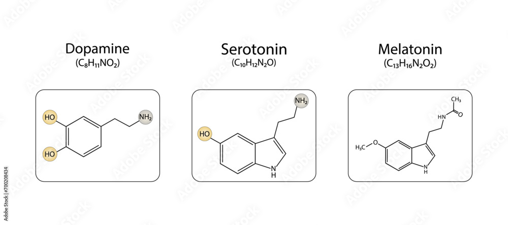 Dopamine, Serotonin and Melatonin structural chemical formula. Isolated ...