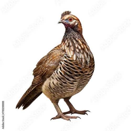 chicken isolated on white background © Andrii