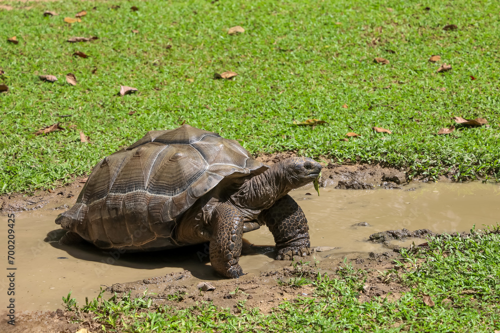 Fototapeta premium The gaint turtle is stay in the nature garden