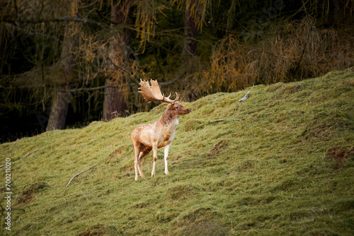 Side view of a red deer stag facing the camera with new growing antlers. The sunlit wildlife mammal has brown fur and vivid orange velvet. The herbivore is watching attentively in the field