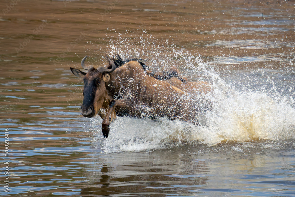 Blue wildebeest gallops across river creating spray Blue wildebeest gallops across river creating spray
