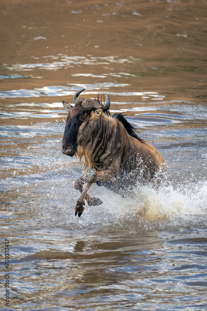 Obraz premium Blue wildebeest galloping through water in spray