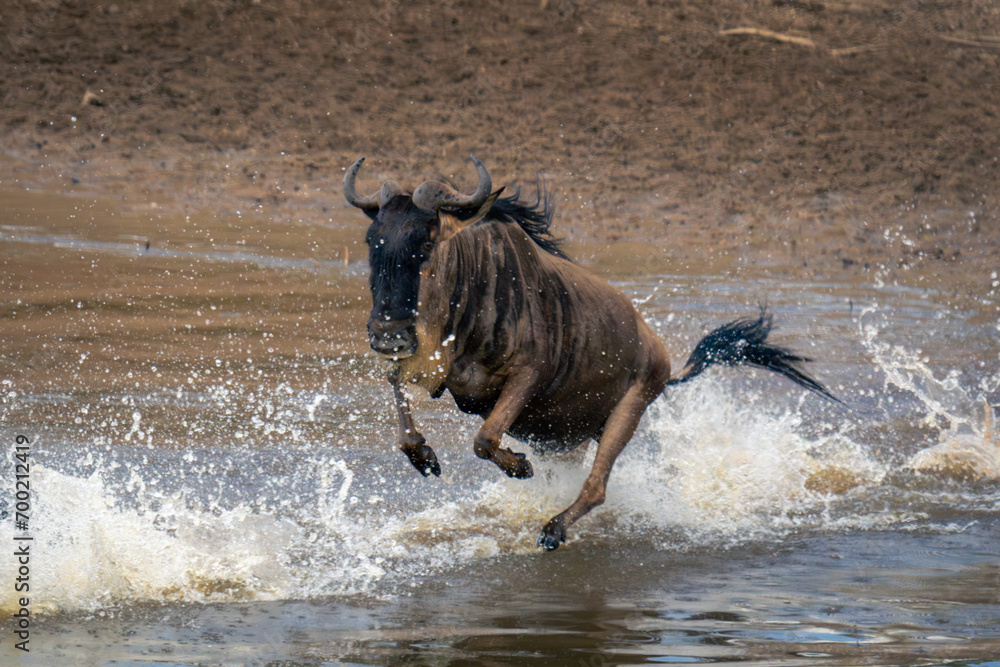 Obraz premium Blue wildebeest galloping through shallows in spray