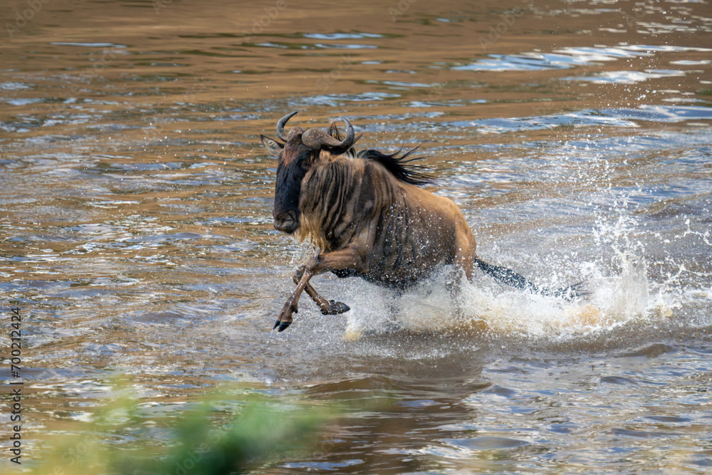 Obraz premium Blue wildebeest gallops through water amid spray