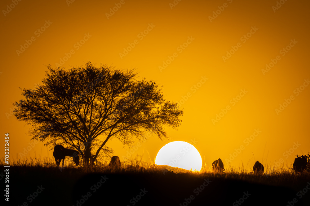 Blue wildebeest graze on horizon at sunrise - obrazy, fototapety, plakaty 