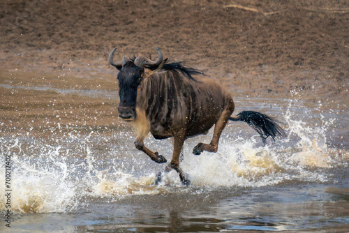 Blue wildebeest gallops through shallows in spray