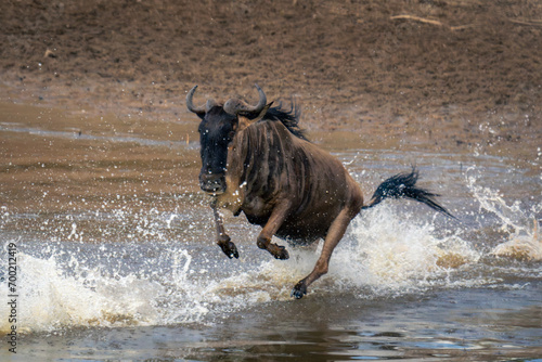Blue wildebeest galloping through shallows in spray