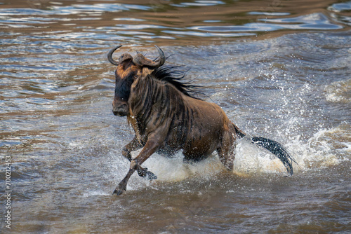 Blue wildebeest gallops through river amid spray