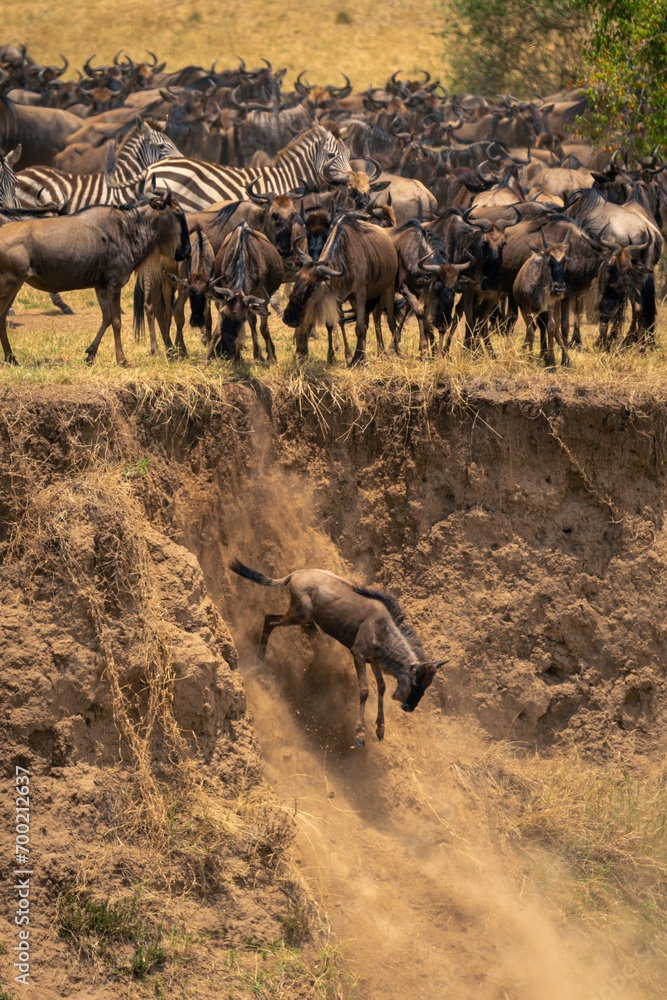 Fototapeta premium Blue wildebeest jumps off cliff on riverbank