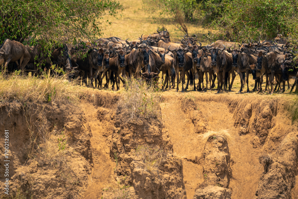 Fototapeta premium Blue wildebeest mass together on cliff edge