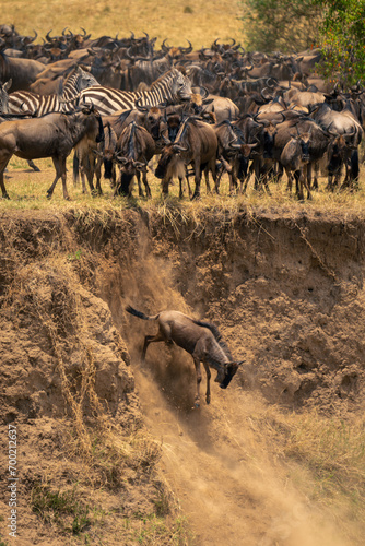 Blue wildebeest jumps off cliff on riverbank