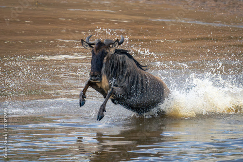Blue wildebeest jumps through river in spray © Nick Dale