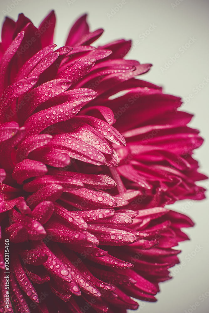 Red chrysanthemum with dew drops on the petals Red chrysanthemum with dew drops on the petals