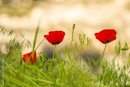 Travel in Armenia. Blossom red poppy flowers field