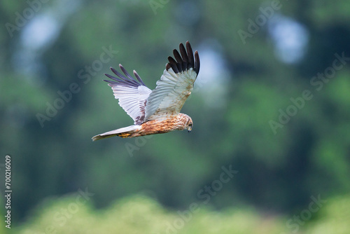 Western Marsh Harrier (Circus aeruginosus) male flying, Baden-Wuerttemberg, Germany © Martin Grimm