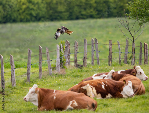 Red Kite (Milvus milvus), adult taking off from fence post close to resting cows, Hesse, Germany photo