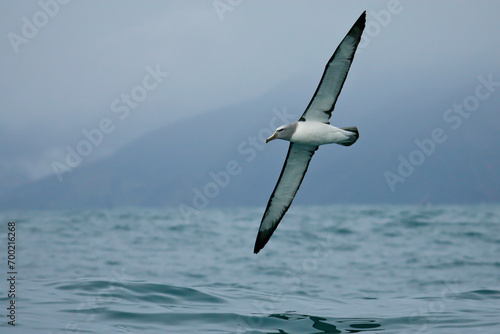 Salvin's Albatross (Thalassarche salvini), Kaikoura, New Zealand photo