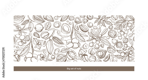 Isolated vector set of nuts. Nuts and seeds collection. Hand drawn objects. Peanuts, cashews, walnuts, hazelnuts, cocoa, almonds, chestnut, pine nut, nutmeg, peanut, macadamia, coconut, pistachios.