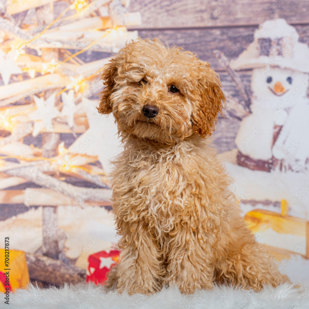 Poodle in front of a christmas decoration painted with a snowman and a present