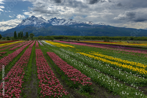 Campo de tulipanes, Esquel, patagonia Argentina