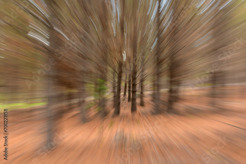 Movimiento de zoom en bosque