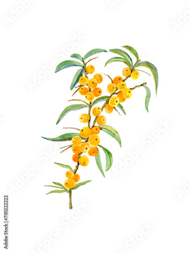 A juicy branch of a sea buckthorn tree with yellow berries. © Lena_Krauze