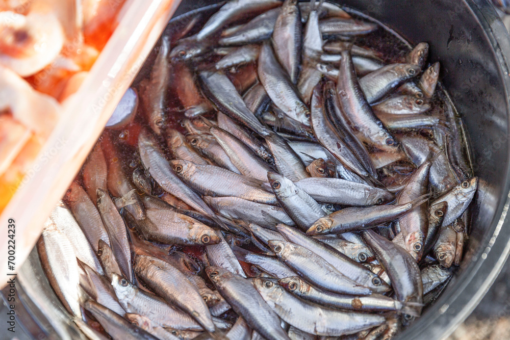 Lots of fresh small fish in a bucket at the market. Top view. Close-up. Lots of fresh small fish in a bucket at the market. Top view. Close-up.