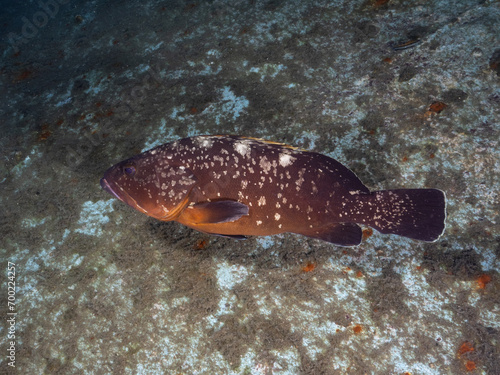 Dusky Mediterranean grouper from the Eastern Mediterranean Sea © Sakis Lazarides