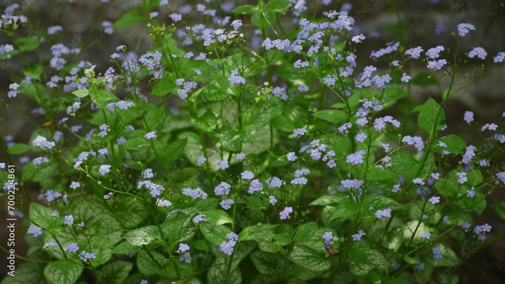 Delicate Blue Forget-Me-Nots in Natural Habitat Delicate Blue Forget-Me-Nots in Natural Habitat