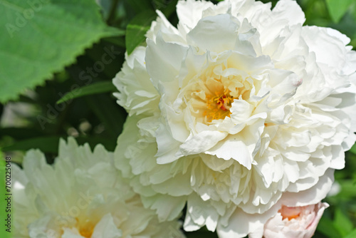 beautiful white terry peony flower blooming in garden at sunny day. close up shot. © anakondasp