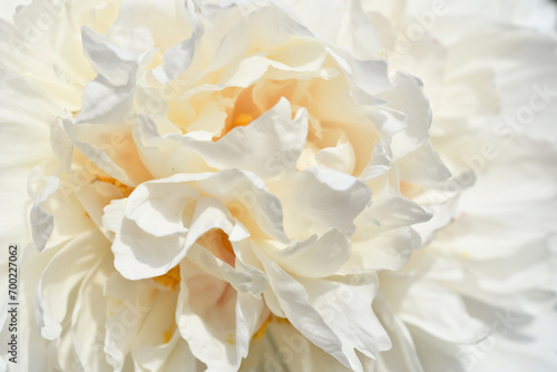 beautiful white terry peony flower blooming background. extreme macro shot © anakondasp