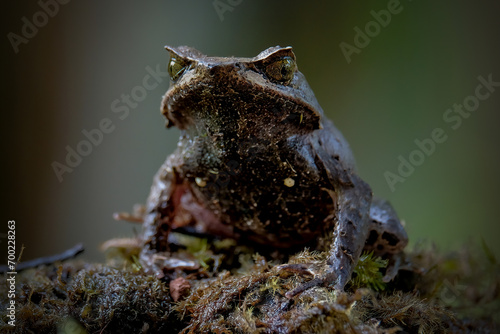frog on a mossy rock