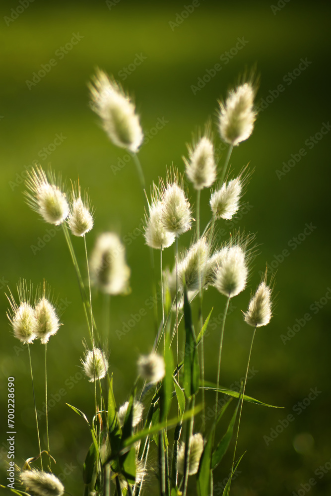 Obraz premium Letnie rośliny, trawa dmuszek