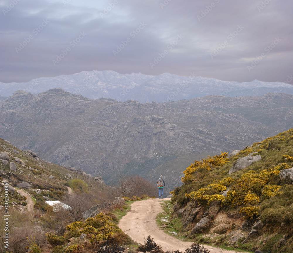Obraz premium Person hiking on a mountain trail with sunset, yellow flowers and spring atmosphere