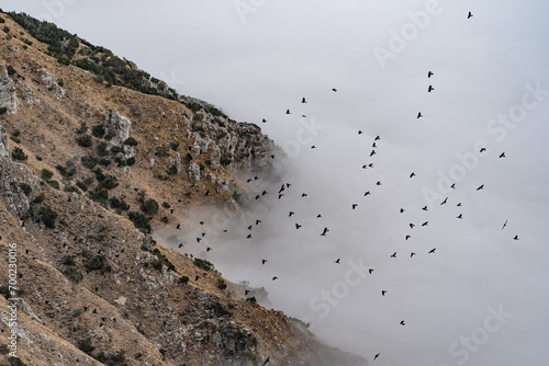 Gracchi alpini in nube 