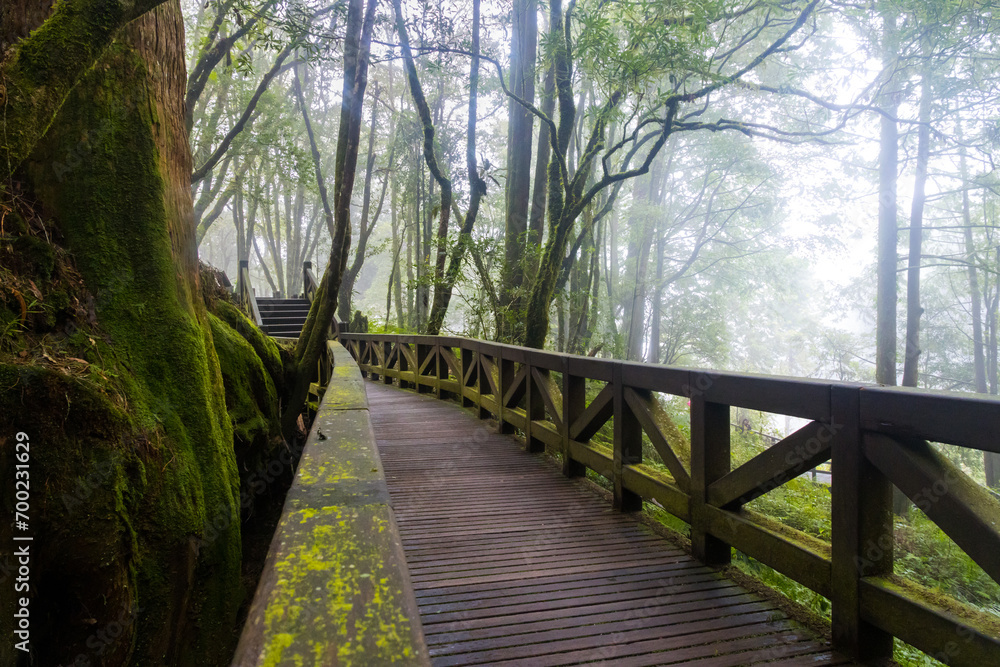 Obraz premium Paved Wooden Hiking Area inside of Alishan National Forest Area Surrounded by Green Jungle in Taiwan