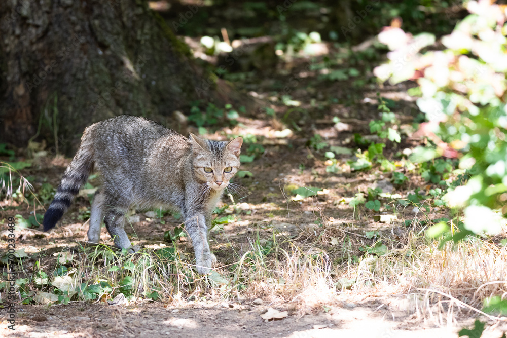 Wildcat Wildcat