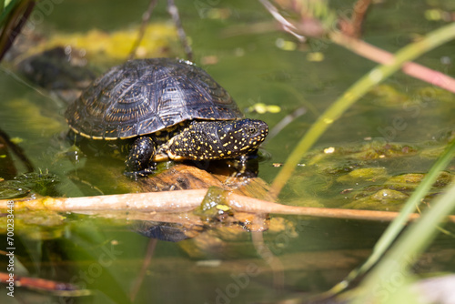 European pond turtle photo
