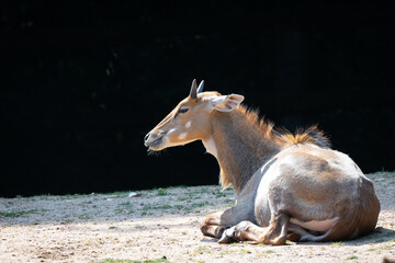 Wandcirkels Antilope Nilgai antilope in Indiase wildernis  © Cloudtail