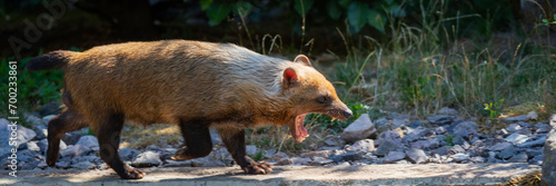 Bush dog photo