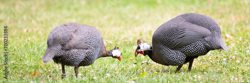 helmeted guineafowl photo