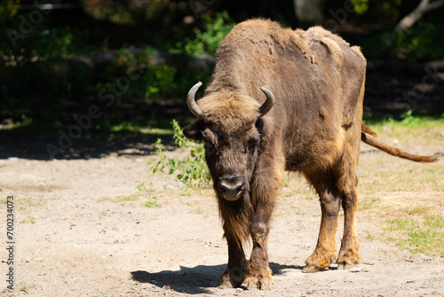 European bison © Cloudtail