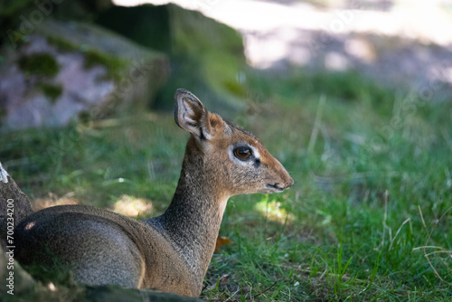 Kirk's dik-dik