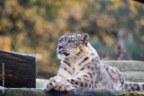 Snow leopard