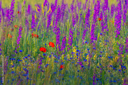 Travel in Armenia. Blossom red poppy flowers field