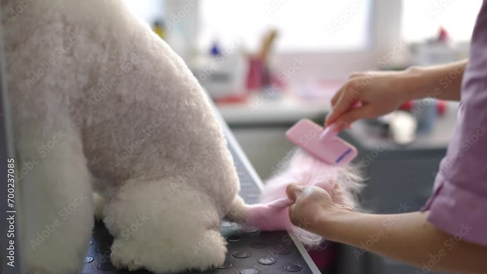 A female groomer combs and blow-dries the pink tail of a white dog that sits on a mobile table in a grooming studio A female groomer combs and blow-dries the pink tail of a white dog that sits on a mobile table in a grooming studio