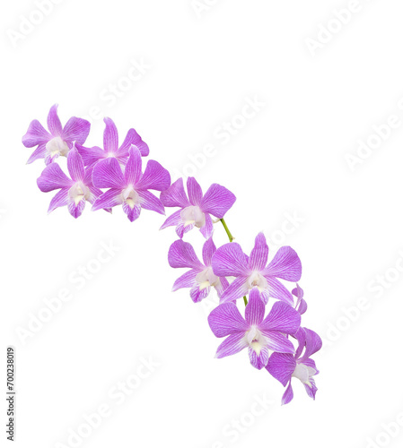 Wallpaper Mural Purple orchid flower isolated on white background with clipping path. Torontodigital.ca